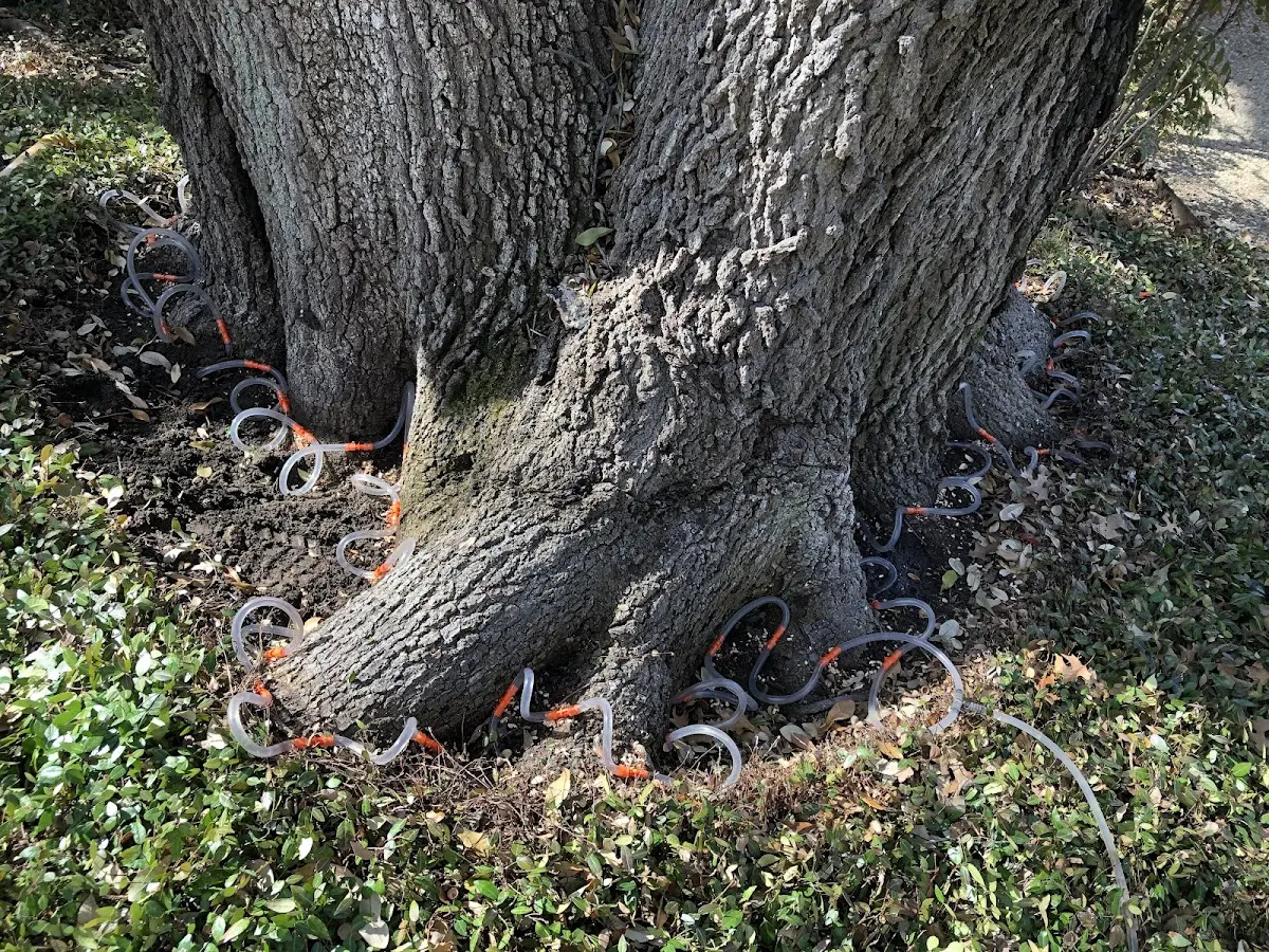 Detailed Tree Cabling and Bracing job site in Fedora