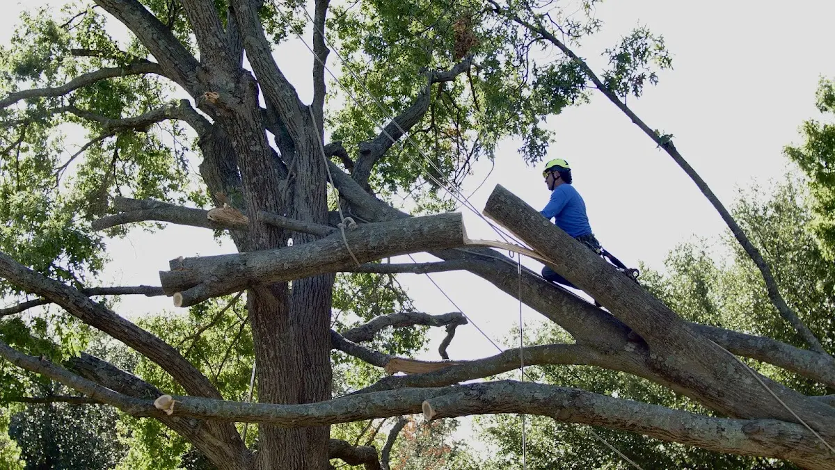 Professional Crown Thinning performed by certified arborists in Fedora