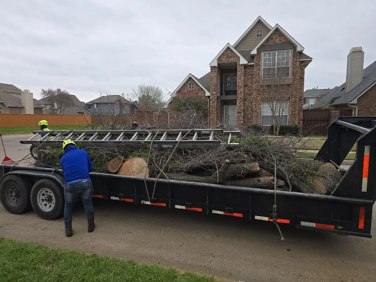 Expert Tree Removal with proper safety equipment in Fedora